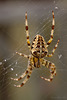 garden_spider_001