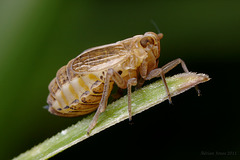 hopper_nymph_001