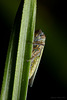 planthopper_004