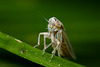 Planthopper.