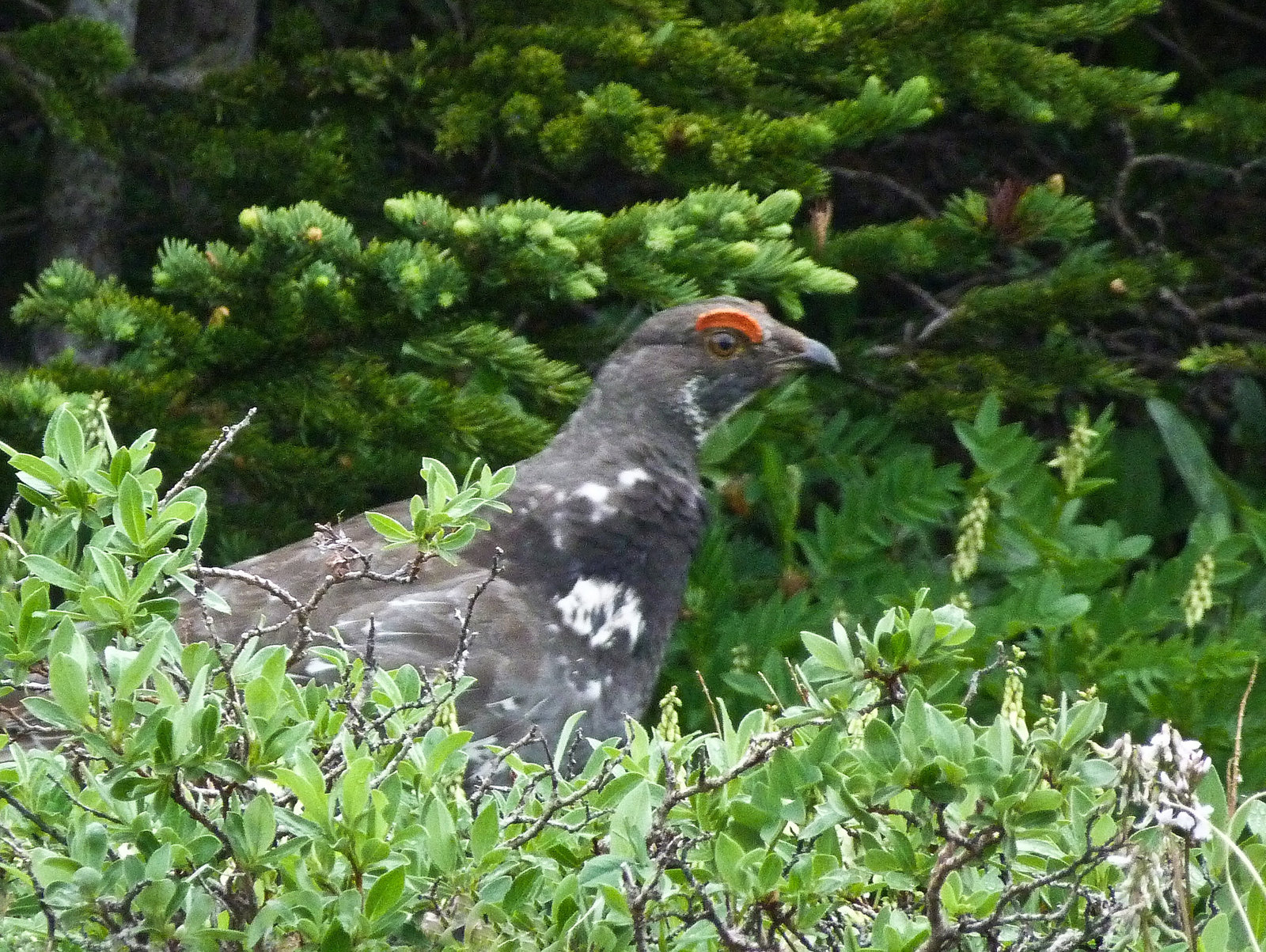 Dusky Grouse