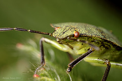 Green Shieldbug Nymph.