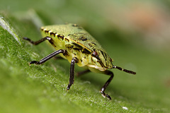 Green Shieldbug Nymph.