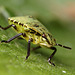 Green Shieldbug Nymph.