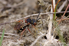 Epeolus sp?