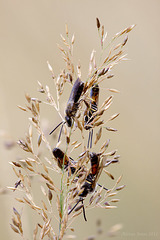 Roosting Bees. (Lasioglossum sp.)