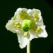 One-flowered Wintergreen / Moneses uniflora