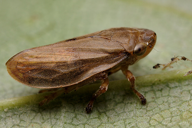 Philaenus spumarius Common Froghopper