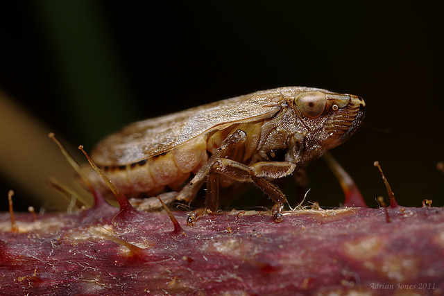 Philaenus spumarius Common Froghopper