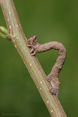 geometrid_larva_002