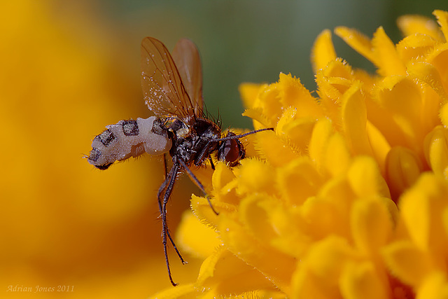 Fly infected with the fungus Entomophthora muscae