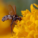 Fly infected with the fungus Entomophthora muscae