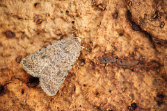 Pale Mottled Willow