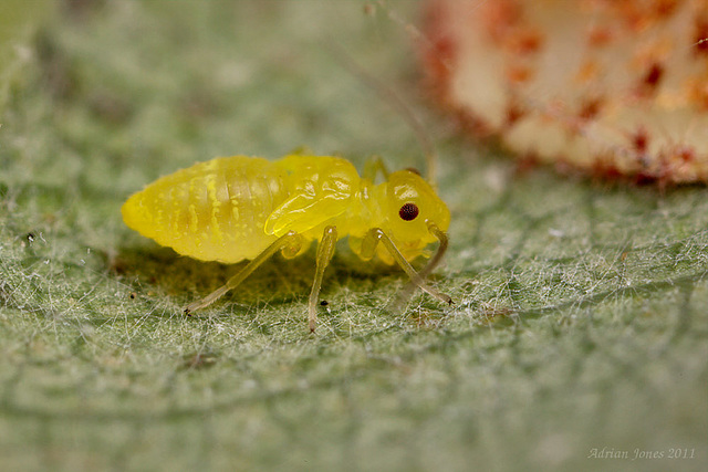 barkfly_nymph_001