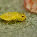 barkfly_nymph_001