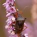 Forest Bug (Pentatoma rufipes)