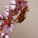 Forest Bug (Pentatoma rufipes)