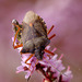 Forest Bug (Pentatoma rufipes)