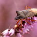 Forest Bug (Pentatoma rufipes)