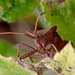 Dock Bug  (Coreus marginatus)