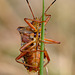 Forest Bug (Pentatoma rufipes)