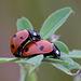 ladybirds_001