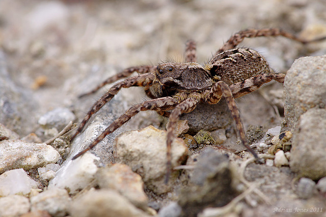 wolf_spider_004