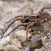 wolf_spider_004