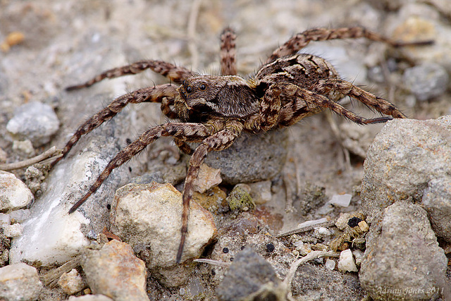 wolf_spider_003