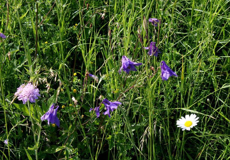 Prairie printanière (5)