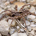 wolf_spider_002