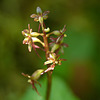 Heart-leaved Twayblade / Listera cordata var. nephrophylla forma rubescens