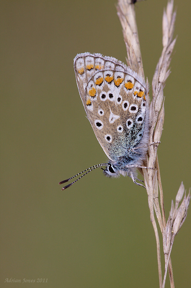 common_blue_014