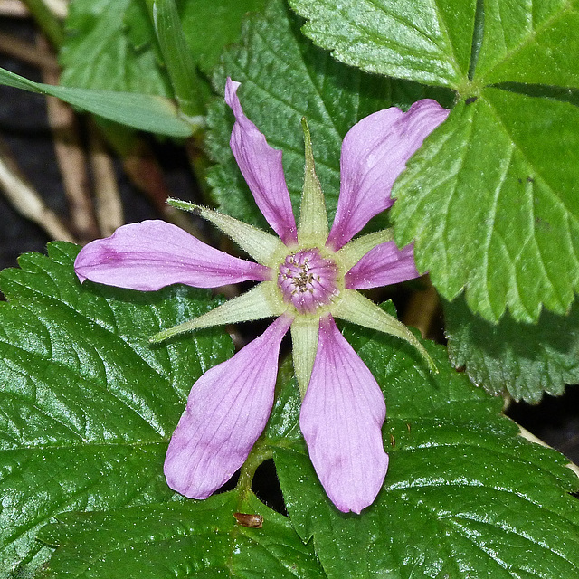 Dwarf Raspberry / Rubus arcticus