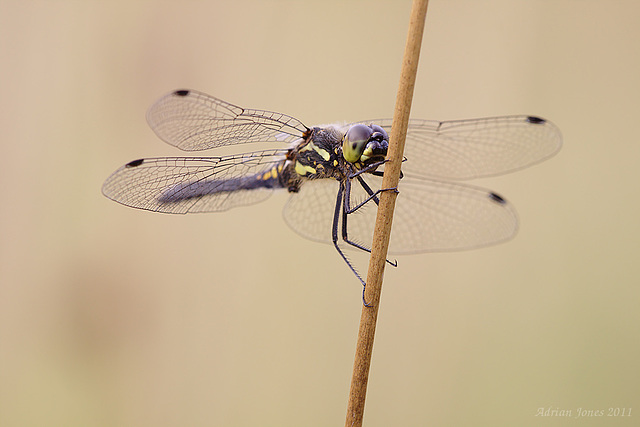 Black Darter Dragonfly (Sympetrum danae)