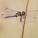 Black Darter Dragonfly (Sympetrum danae)