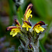 Flame-coloured Lousewort / Pedicularis flammea