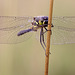 Black Darter Dragonfly (Sympetrum danae)