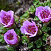 Purple Saxifrage / Saxifraga oppositifolia