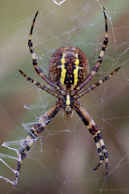 Wasp Spider (Female)