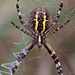 Wasp Spider (Female)