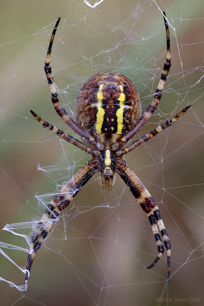 Wasp Spider (Female)