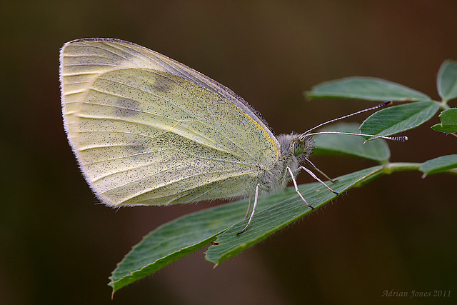 Small White