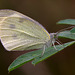 Small White