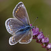 Female Common Blue Butterfly.