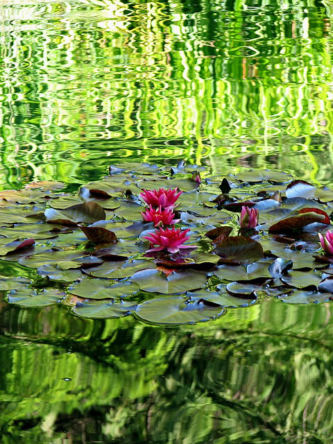 Water Lilies