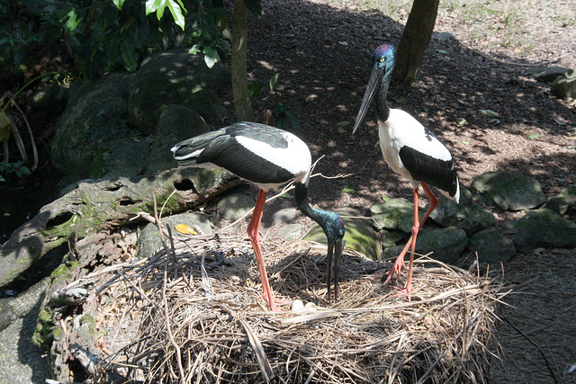 On the nest