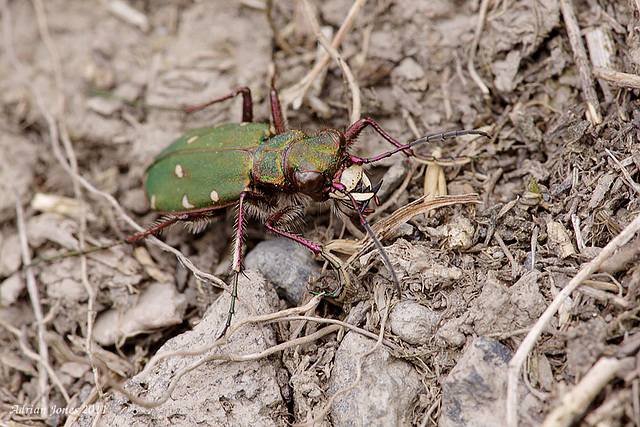 Green Tiger Beetle.