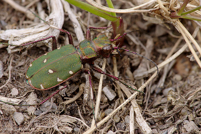 Green Tiger Beetle