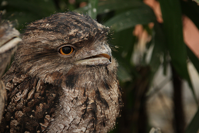 Tawny Frogmouth